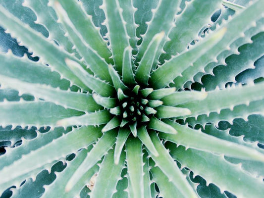 Aloe vera