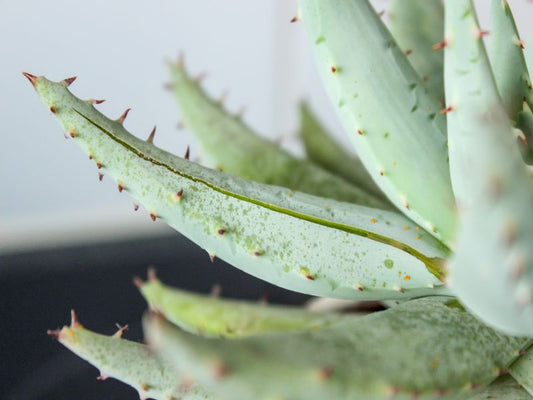 Aloe Veran lehtiä